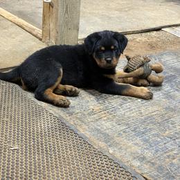 Rottweiler Puppies from Von Hause Sarjen