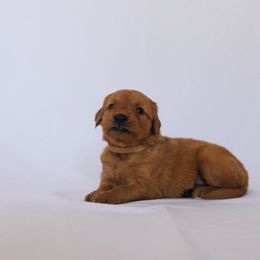 Golden Retriever Puppies from Golden Wiggle Retrievers