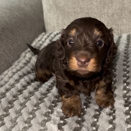 Hershey - Chocolate Dachshund puppy in Florida from Darlin Doxins