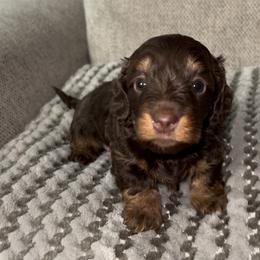 Hershey - Chocolate Dachshund puppy in Florida from Darlin Doxins
