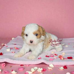 Button - Blenheim male Cavapoo puppy in Nashville, Arkansas from Rocky Road Puppies
