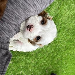 Australian Labradoodle, Bernedoodle, and Cavapoo Puppies from Doodles of Oz