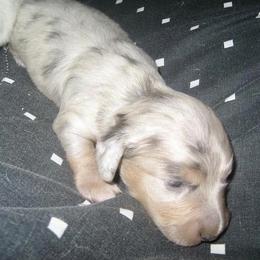 Dachshund Puppies from Meldox