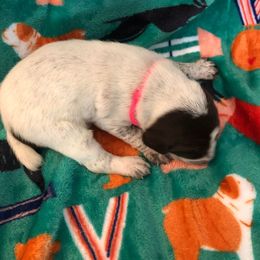 Girl 3 - German Shorthaired Pointer puppy in Fairmont, Minnesota from FairHill GSP’s