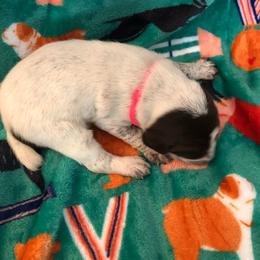 Girl 3 - German Shorthaired Pointer puppy in Fairmont, Minnesota from FairHill GSP’s