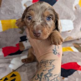 Pepper - Dapple male Dachshund puppy in Barnard, Missouri from KB Doxies