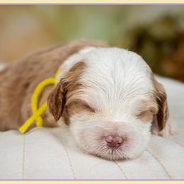 Girl 2 - female Cockapoo puppy in Connersville, Indiana from Deaz Doodle Ranch