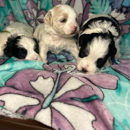 Lily - Cream female Maltipoo puppy in Clover, South Carolina from Cudi’s Buddies