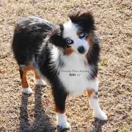 Momo - Toy Australian Shepherd