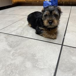Boy 1 - Black and tan male Yorkshire Terrier puppy in Ceres, California from Mr.Yorkie