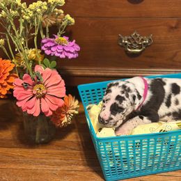 Harl G - Harlequin female Great Dane puppy in Missouri from Daniels Danes