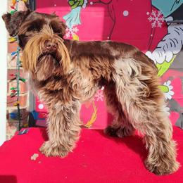 Colt - Miniature Schnauzer