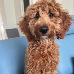 Goldendoodle All Grown Up from Goldendoodle AZ