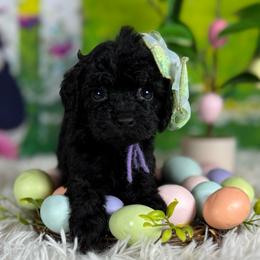 Lucy - Black female Goldendoodle puppy in Lake Panasoffkee, Florida from Donnas Deluxe Doodles LLC