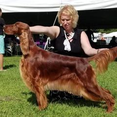 Chilli - Irish Setter