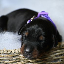 Girl 1 - Black and rust female Doberman Pinscher puppy in Overton, Texas from Obsidian Kennel