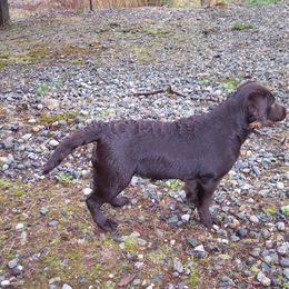 Labrador Retriever Puppies from Cecilie Drege
