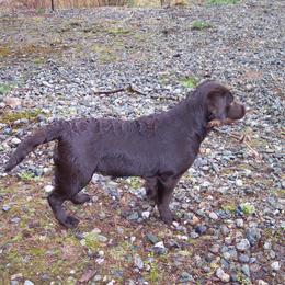 Labrador Retriever Puppies from Cecilie Drege