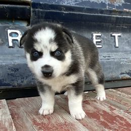 Pomsky Puppies from Luxury Pomsky
