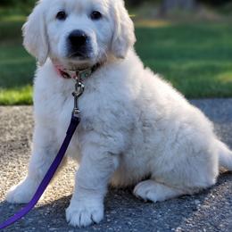 Golden Retriever Puppies from Hoekema Homestead Goldens