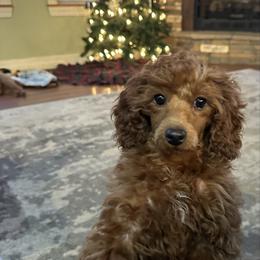 Ruby - Red  female Poodle puppy in Cabool, Missouri from Rafter B Farms
