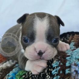 Dodge - Blue male Boston Terrier puppy in Columbia Falls, Montana from Glacier Bark Boston Terriers