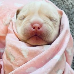French Bulldog Puppies from Legend French Bulldogs