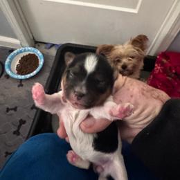 Layla - Parti female Yorkshire Terrier puppy in Kingston, Oklahoma from Lake Life
