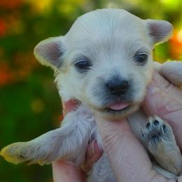 Companion Cross, Maltese, and Maltipoo Puppies from Seeking Shalom Acres Maltese, Maltipoos & Havamalts