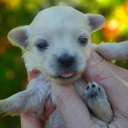 Companion Cross, Maltese, and Maltipoo Puppies from Seeking Shalom Acres Maltese, Maltipoos & Havamalts