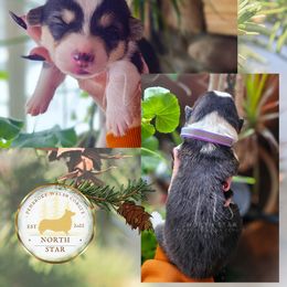 Reggie - Black and tan male Pembroke Welsh Corgi puppy in Fortine, Montana from North Star Pembroke Welsh Corgi's