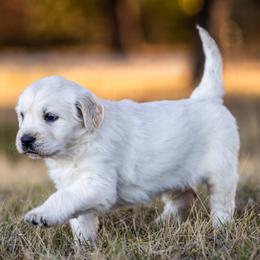 Golden Retriever puppies from Coconut Cream Goldens