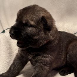 Red female - Sable female German Shepherd puppy in Buffalo, West Virginia from Z Tykev Vino LLC