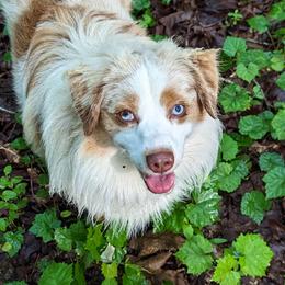 Rocket - Miniature American Shepherd