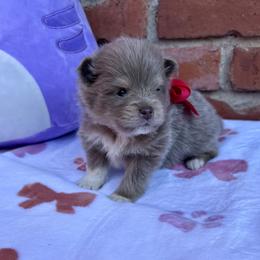 Royce - Lavender male Pomeranian puppy in Inola, Oklahoma from My Bella’s Pomeranians