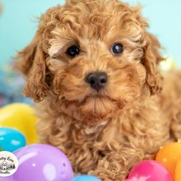 Finnegan - Red male Cavapoo puppy in Erda, Utah from Country Lane Doodles