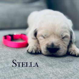 Dulci girl 2 - Light golden female Golden Retriever puppy in Niles, Michigan from Composer Goldens