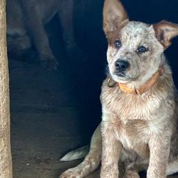 L66-04 - Red speckled male Australian Cattle Dog puppy in Sheridan, Oregon from 6pk Cattledogs