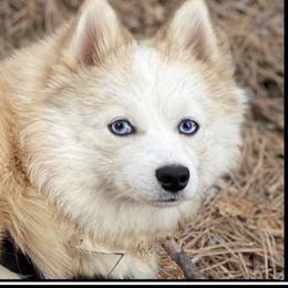 Prim - Pomsky