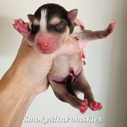 Boy 2 - Black and white male Pomsky puppy in Christiana, Tennessee from Smoky Mountain Pomskies