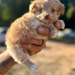 Chase - Cream male Aussiedoodle puppy in Timpson, Texas from Double S Kennel
