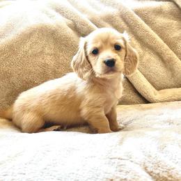 Fred - Cream male Dachshund puppy in Casper, Wyoming from Daisy's Doxies