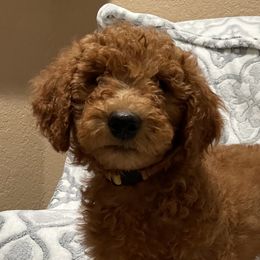 Lady - Red  Goldendoodle puppy in Harrisburg, Arkansas from Ransone’s Ridge Runners Poodles and Doodles