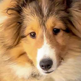 Shetland Sheepdogs from Explosive