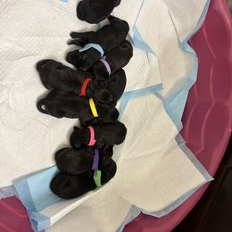 Labradoodle Puppies from Legendary Doodles NC, LLC