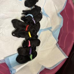 Labradoodle Puppies from Legendary Doodles NC, LLC