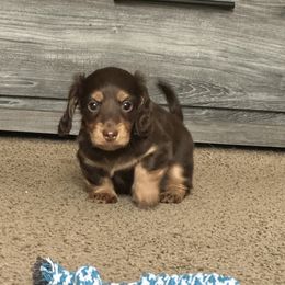 Dachshund and French Bulldog Puppies from Scarlet Sons Frenchies