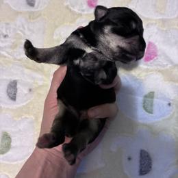 Bonnie - Black and silver female Miniature Schnauzer puppy in Hedgesville, West Virginia from Clay Hill Kennels