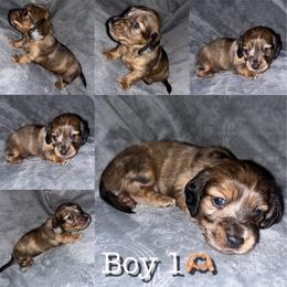 Dachshund Puppies from Bendita Kennels