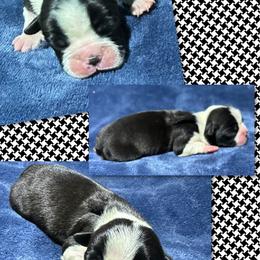Harry - Black and white male Boston Terrier puppy in Brazos Point, Texas from TX Southern Belle Boston Terriers